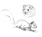 Τρωκτικά - Μικρά Ζωάκια