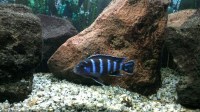 demasoni